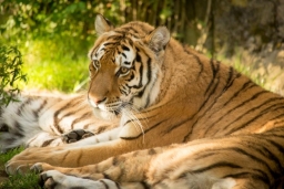 H_Amur-tiger-Eloise_0